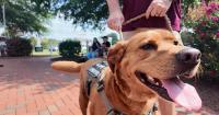 Delaware nonprofit seeks support as service-dog program grows