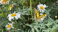'Hobby gone wild': Watch butterflies, learn about metamorphosis at The Butterfly Haven in Idaho