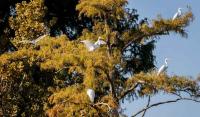 Tennessee State Parks Offer Fall Festivals