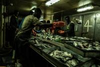 Aquaculture is depleting the oceans: A farmed salmon can consume more than six times its weight in wild fish