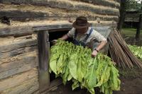 Duke Homestead to Showcase Tobacco History During Annual Brightleaf Harvest Day and Barbecue Fundraiser, Aug. 22