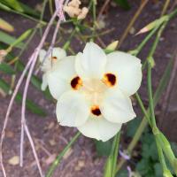 Tom Karwin, On Gardening | Gardening with geophytes