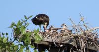 Southwest Florida’s ospreys soar past sustainability benchmark