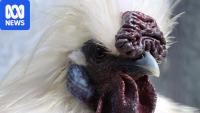 Farmers 'very nervous', poultry show cancelled as bird flu reaches Tasmania
