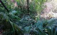 Mexico Loses Over 27,000 Hectares of Mangroves in Five Years, CONABIO Report Reveals