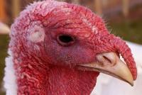 Avian flu appears again in South Dakota turkeys