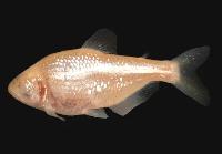 Rare blind fish found in underground river in Iraq’s Anbar desert