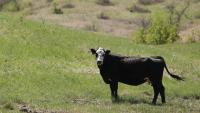 Thousands of cattle die in South Dakota heat wave