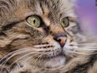 60 cats rescued from abandoned sailboat anchored off beach in Washington state