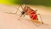 Health officials report 639 fresh cases of dengue inflection, 2 deaths overnight