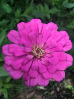 Growing your gardening community through social media with Meg Keller, Rachel Perrino & Derrik Godshall