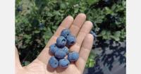 The French blueberry sector is stepping up its efforts to develop skills