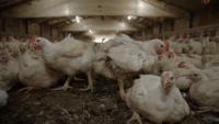 Government Moves To Build Local Poultry Hatchery, Diversify Egg And Chick Supply Sources