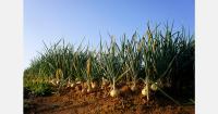 Polish onion grower offers field harvest at €0.23/kg