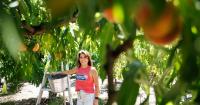 Small farms in Silicon Valley fight to keep the area’s agricultural legacy alive