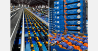 Big bump in Indian demand for South African soft citrus despite 30% tariff