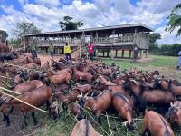 NAGRC overwhelmed by pressure to supply breeding stock to PDM farmers