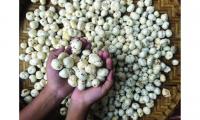 India Exports Over 7,000 Tons Of Makhana To US, Middle East