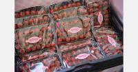 Tomato grower with strong private labels expands into cucumbers in the UK
