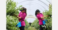 UK berry growers call for action on water resilience