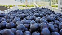 Zimbabwe blueberry exports surge 351% as high-value horticulture transforms agricultural economy