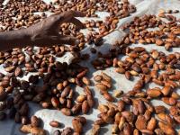 The case for cocoa: A ‘golden ticket’ for Pacific farmers?