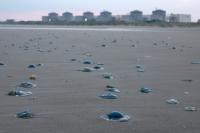 Jellyfish invasion shuts nuke facility in France