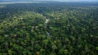 Tropical forests store carbon differently across continents