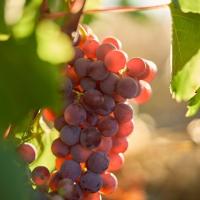 Lost piece of wine history preserved - Mullineux establishes world’s first officially certified Sémillon Gris vineyard