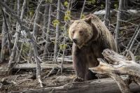 California lawmakers kill grizzly bear reintroduction bill