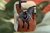 Kentucky Rescue Dog Millie Biscuit Helps Shelter Dogs Find Homes