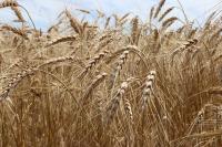 USDA trims wheat stocks as corn, soybean production forecasts shift 