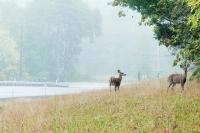 Oregon’s First I-5 Wildlife Overcrossing Moves Forward