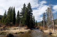 Ancient forest collapse offers warning as climate warming pushes trees beyond their limits