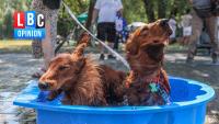 Where’s the amber heat-health alert for pets?
