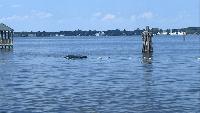 Sinking vehicle draws emergency response at Union Point Park in New Bern