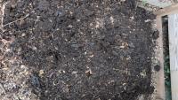 Gardeners say unfinished compost can still help, but only if it stays on top of the soil
