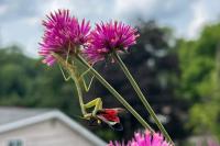 Praying mantises can help fight spotted lanternflies, but gardeners warn against invasive Chinese mantis