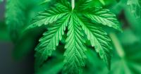 THC beverages face an uncertain future in the restaurant industry