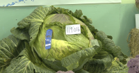 Alaska names giant cabbage its official state vegetable under new law