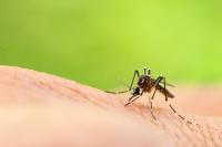 West Nile virus confirmed in Montana, health officials urge mosquito bite precautions