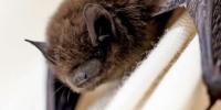 Rabies-positive bat found in southcentral Kentucky prompts reminder to vaccinate pets, avoid wildlife