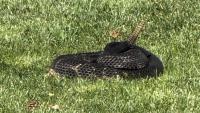 After long journey, rattlesnake found in Vermont returns to New York