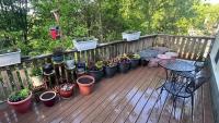 New York gardener's before-and-after photos show lush payoff after months of wildlife raids