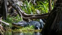 Florida woman recovering after alligator bites her while swimming in Silver River