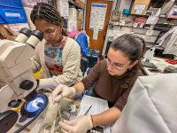 Fulbright Scholar’s work in South America helps fight Chagas disease in U.S.