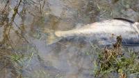 Missouri officials say native fish are outlasting Mississippi heat that is killing invasive carp