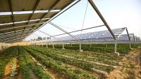 Iowa vegetable farm cuts power bills with help from federal solar program