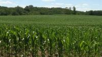 Iowa farmers feel unheard after farm bill fails to advance