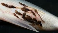 Researchers use AI to combat salmon lice